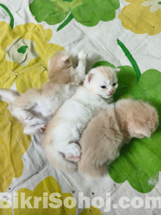 Pure Persian Long Hair Breed